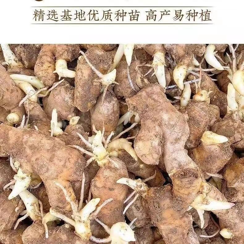 姜种子云南小黄姜山东大姜批发已发芽姜苗小生姜种带芽种植 - 图2