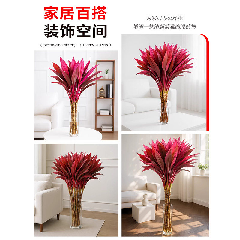 鸿运当头富贵竹水培植物粗杆客厅招财竹子室内桌面好养花卉紫竹