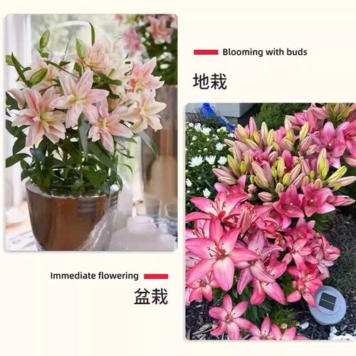 百合花种球香水百合四季开花好养活花卉植物室内外花苗盆栽花种子 - 图3