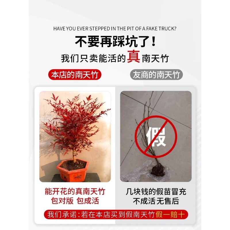 火焰南天竹盆栽客厅树苗室内植物盆景室外庭院耐寒竹子苗花卉绿植 - 图3