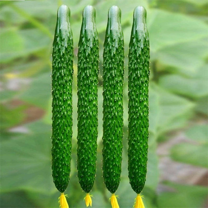 水果黄瓜种子春播老品种摘不败家庭蔬菜种植口感好品质好清香味浓