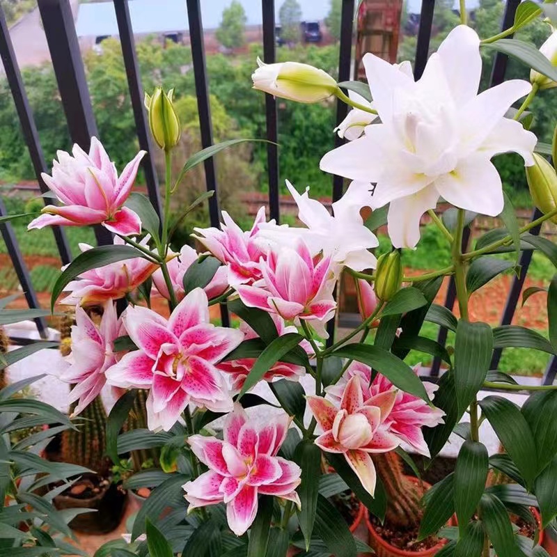 进口香水百合花种球盆栽花卉绿植物室内四季开花苗易活花种鲜花