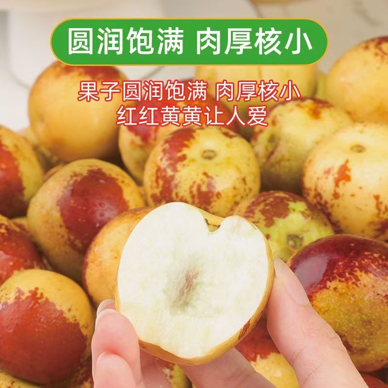 正宗山东沾化冬枣源头果园现摘直发脆甜新鲜多汁产地直发孕妇水果