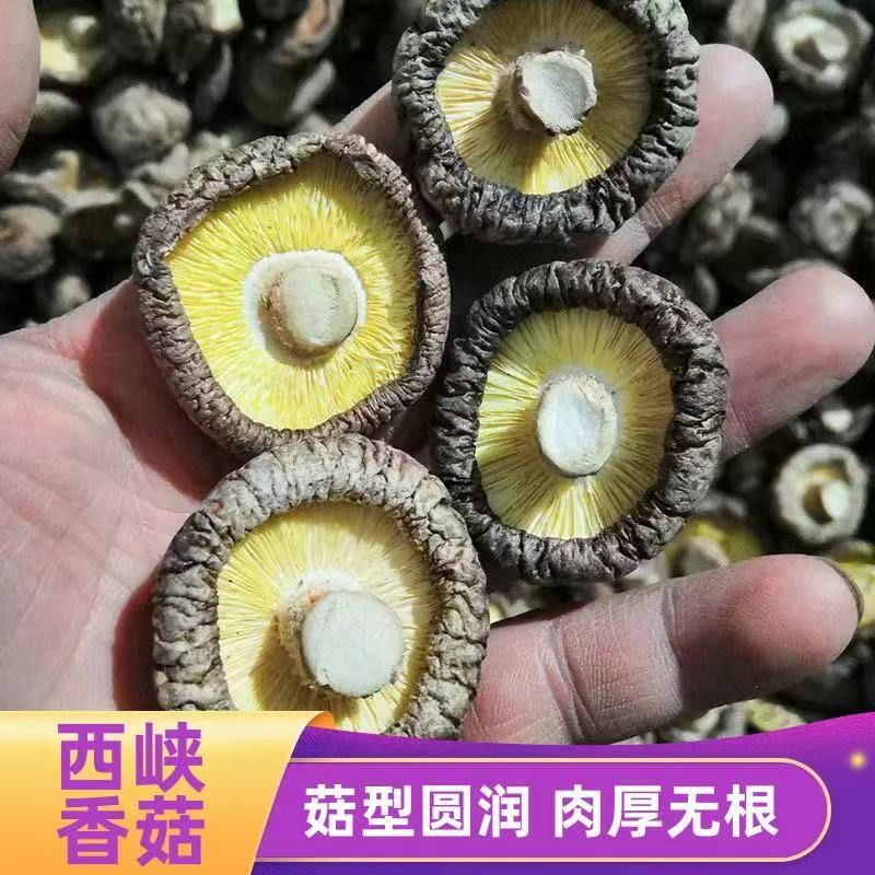 无干燥剂干香菇干货出口级厚肉香菇伏牛山农家自产蘑菇新鲜-图0