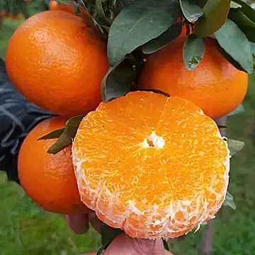 广西武鸣沃柑带箱5斤中大果[1元优惠券]-寻折猪