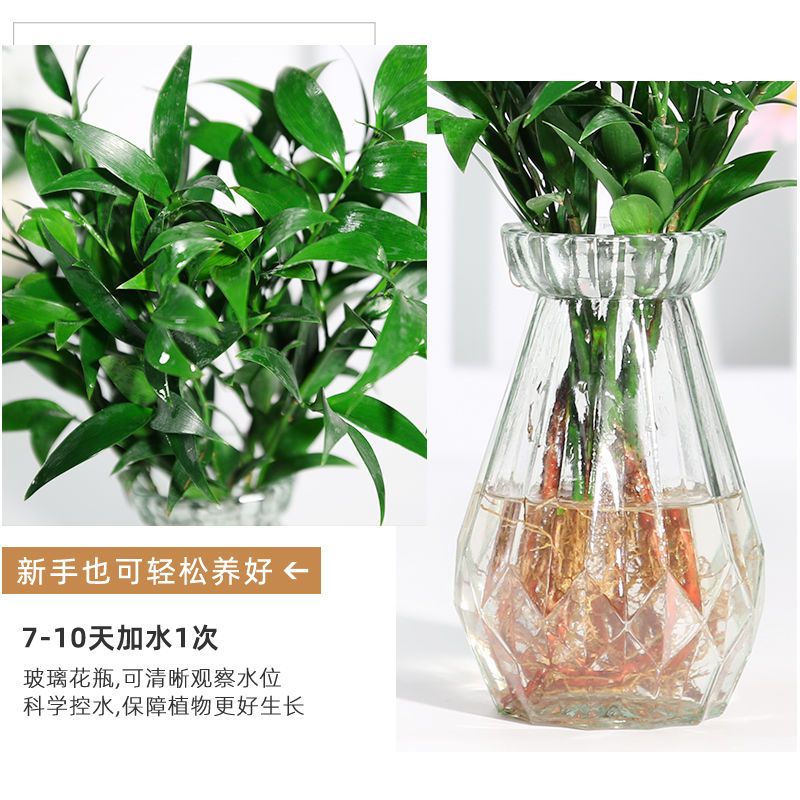 驱蚊竹柏水培植物室内水养绿植花卉盆栽办公室四季常青草好养客厅