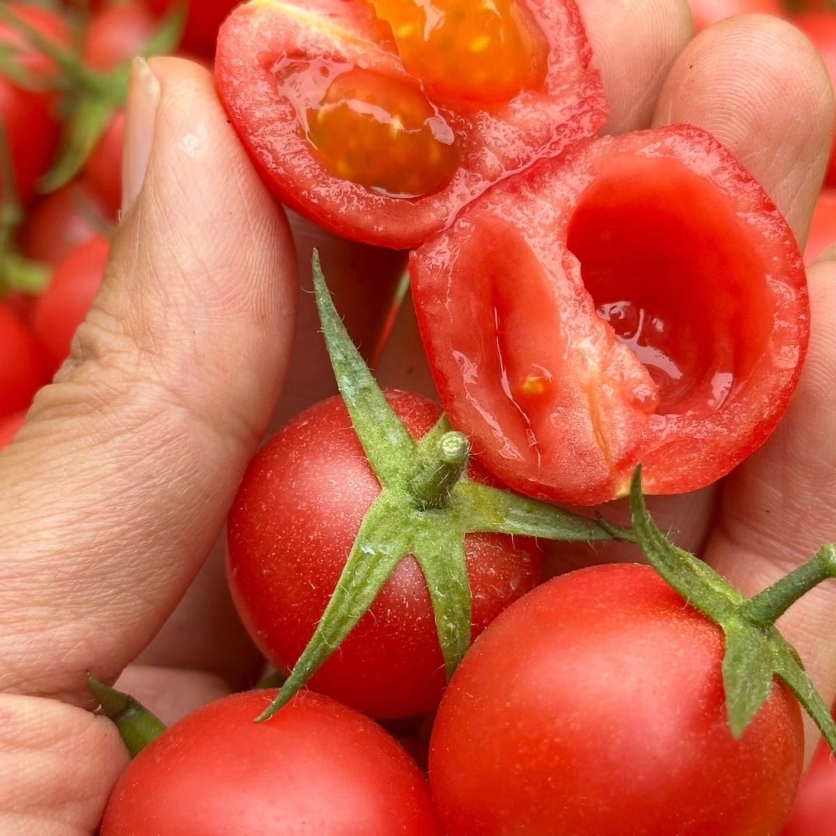 圣女果【只卖正宗千禧果】新鲜采摘千禧小番茄西红柿新鲜水果超甜