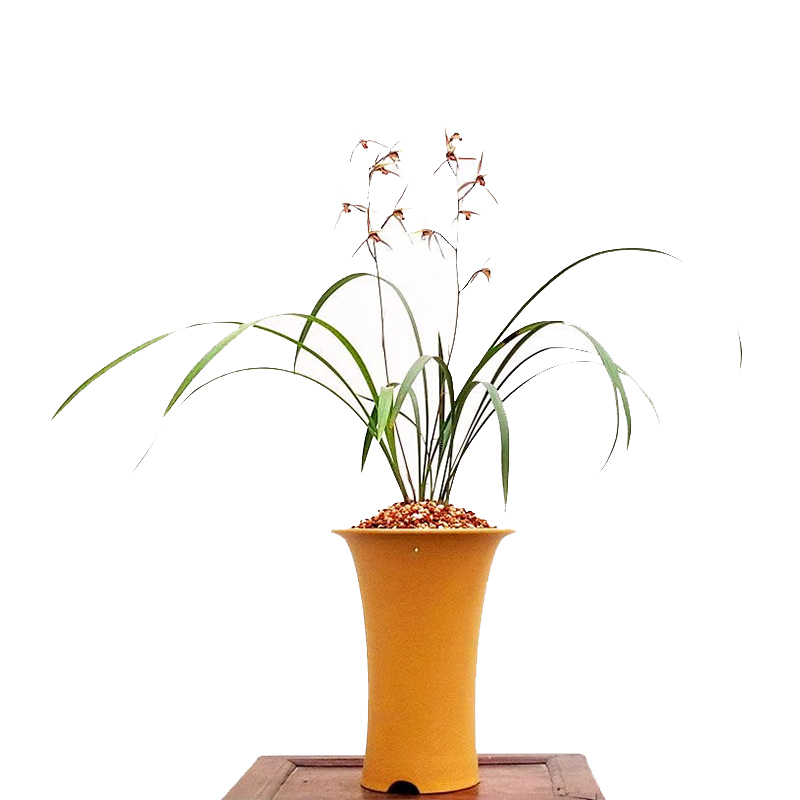 名贵兰花苗 细叶寒兰高档室内好养浓香冬带花苞桌面盆栽绿植花卉 - 图3