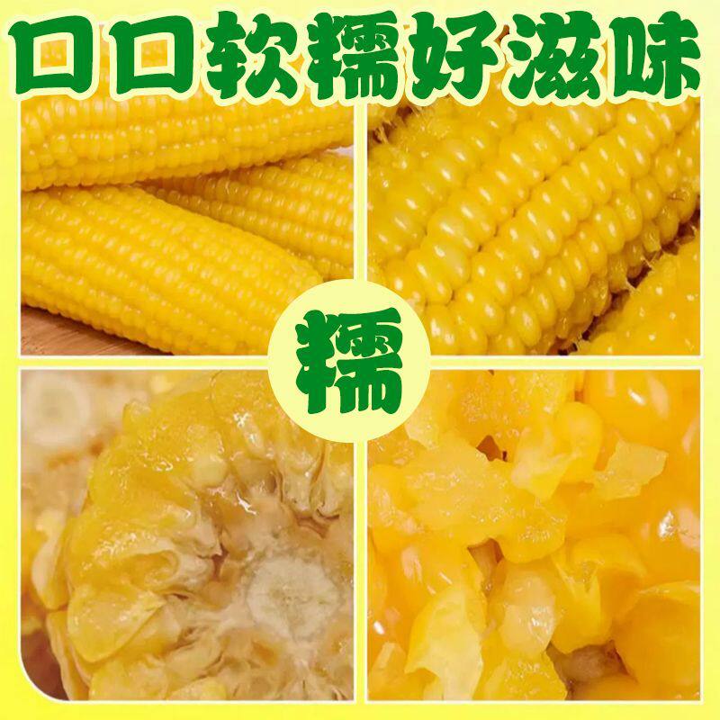 正宗东北新鲜黄糯玉米软糯拉丝真空包装寒地黑土一季真空装香甜