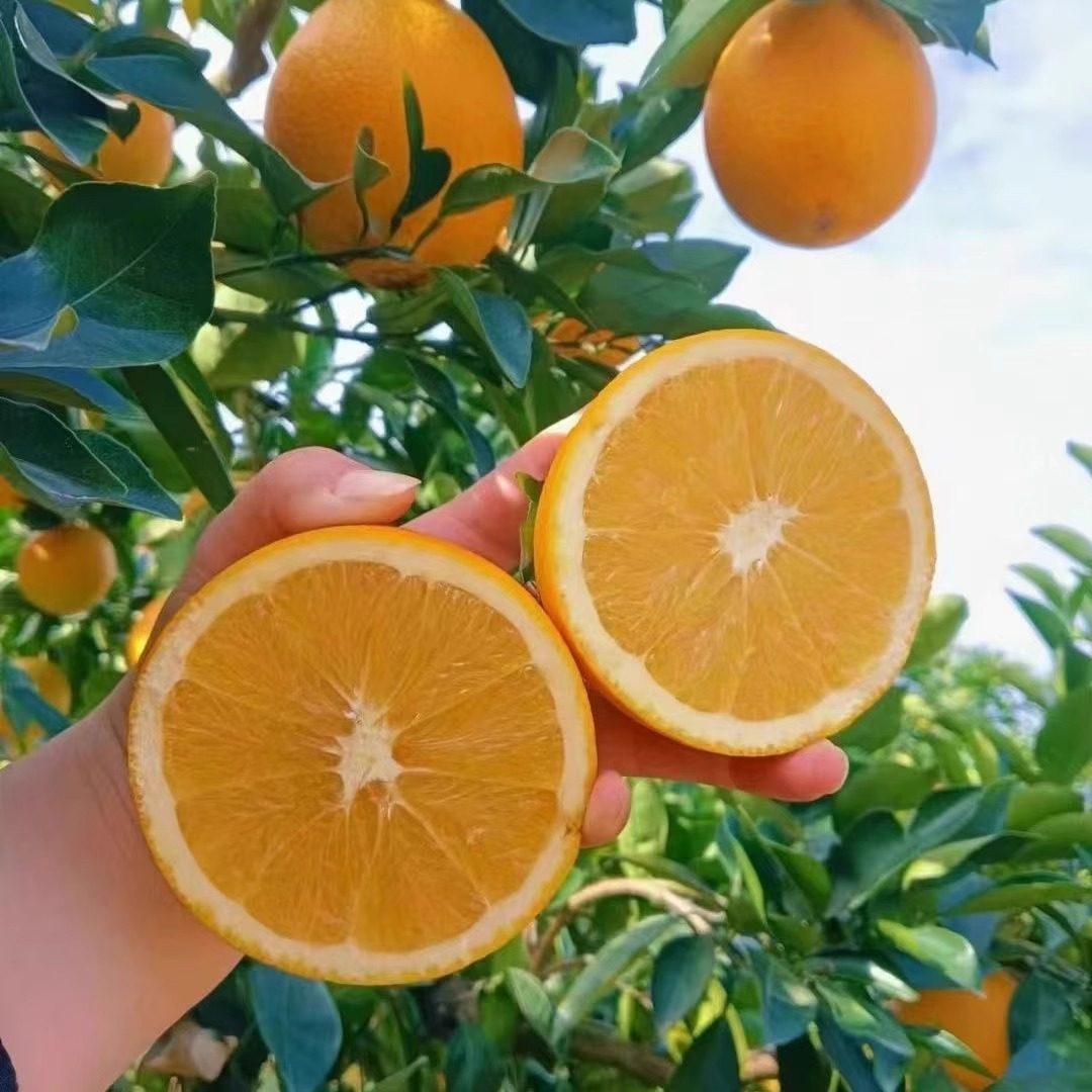 正宗江西赣南脐橙橙子新鲜9斤大果应季孕妇水果赣州直发手剥甜橙,淘宝优惠券,粉丝福利购,淘宝优惠卷