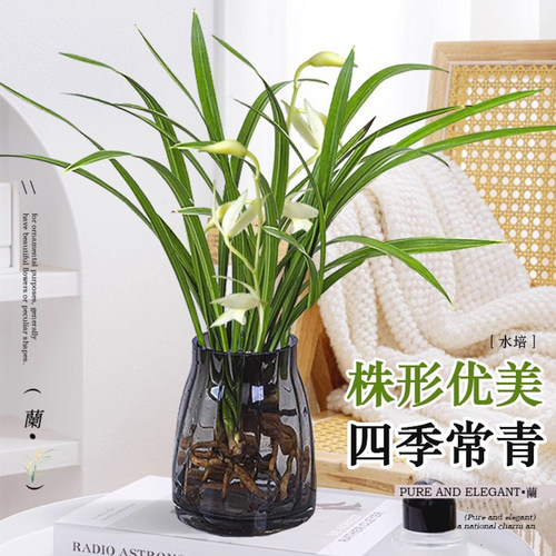 水培植物素心兰花盆栽建兰室内好养耐寒浓香兰草名贵花卉夏带花苞 - 图1