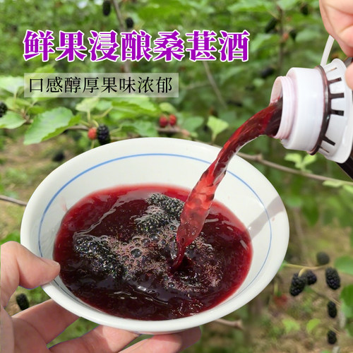 正宗桑葚酒果酒男士高度酒米香型白酒浸泡酒微醺0添加粮食酒甜酒 - 图0