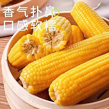 【220g*8支】正宗东北黄糯玉米香甜糯[8元优惠券]-寻折猪