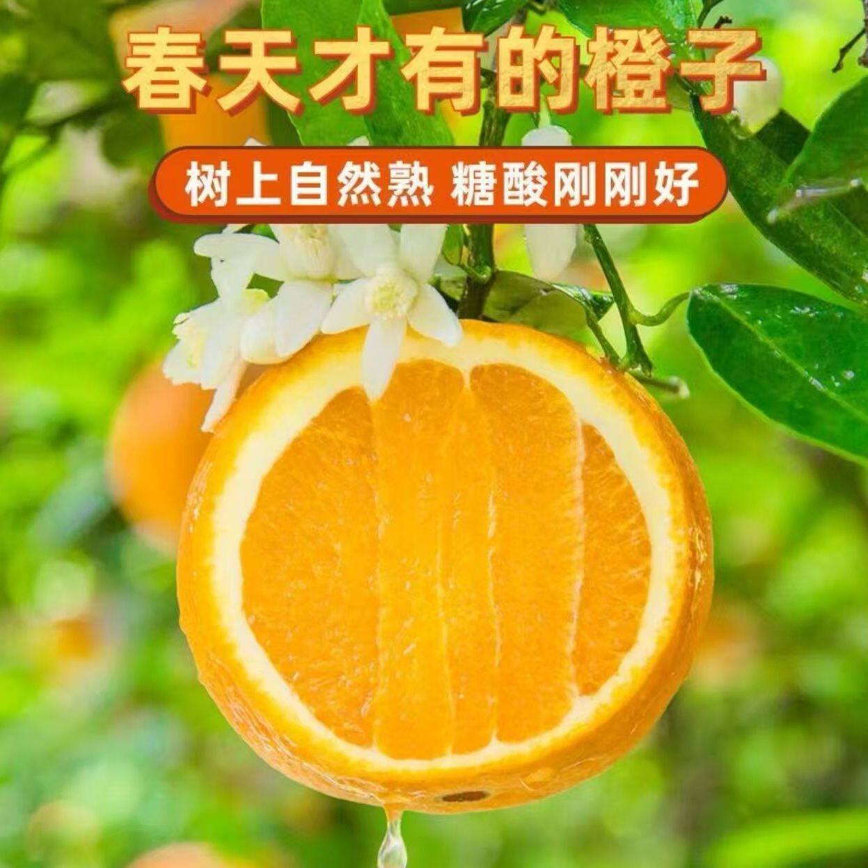 正宗伦晚脐橙新鲜橙子9斤当季水果整箱包邮秭归果冻甜橙大现摘