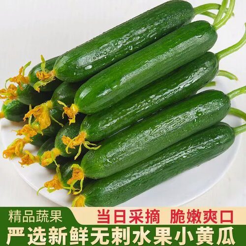 寿光新鲜现摘水果小黄瓜嫩青瓜生吃蘸酱脆甜无刺小青瓜头茬精品 - 图1