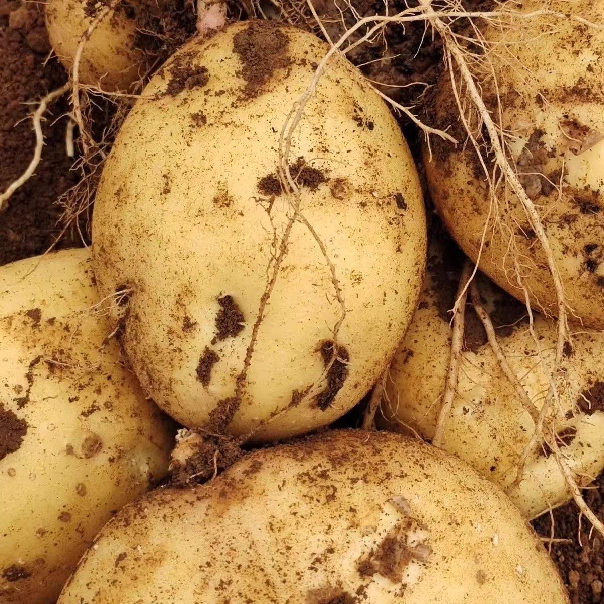 新货现挖黄皮土豆新鲜马铃薯正宗农家自种洋芋蔬菜整箱批发,淘宝优惠券,粉丝福利购,淘宝优惠卷