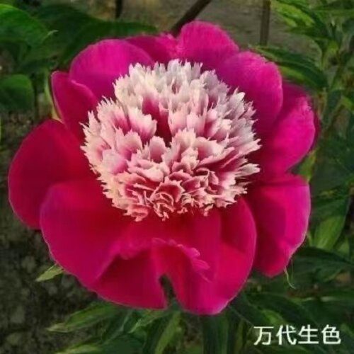 重瓣芍药花苗浓香花卉正宗观赏牡丹四季开花好养大花阳台客厅带芽 - 图3
