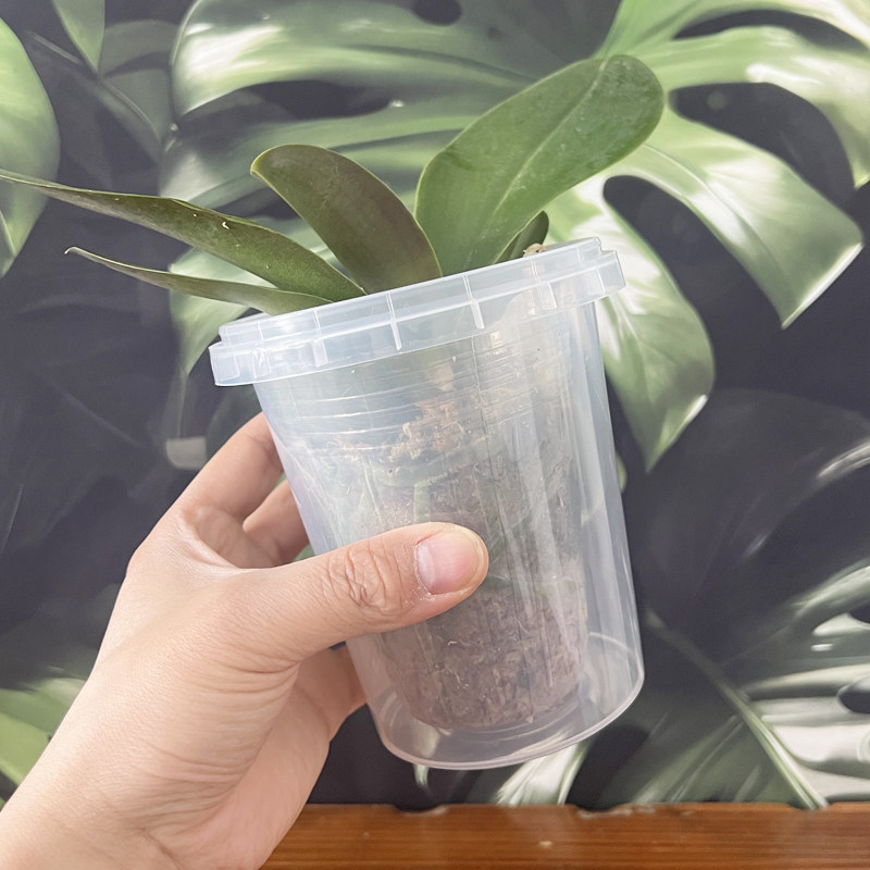 青山盆套盆水培花盆自吸水懒人盆塑料透气控根盆空气柱半桌面,淘宝优惠券,粉丝福利购,淘宝优惠卷