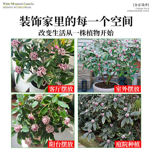 金边瑞香盆栽浓香型带花苞室内客厅阳台耐寒老桩大苗好养花卉植物 - 图2