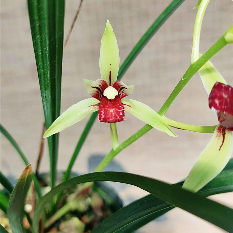 建兰小国魂带花苞浓香型四季兰花苗室内耐阴好养勤花绿植盆栽花卉 - 图2