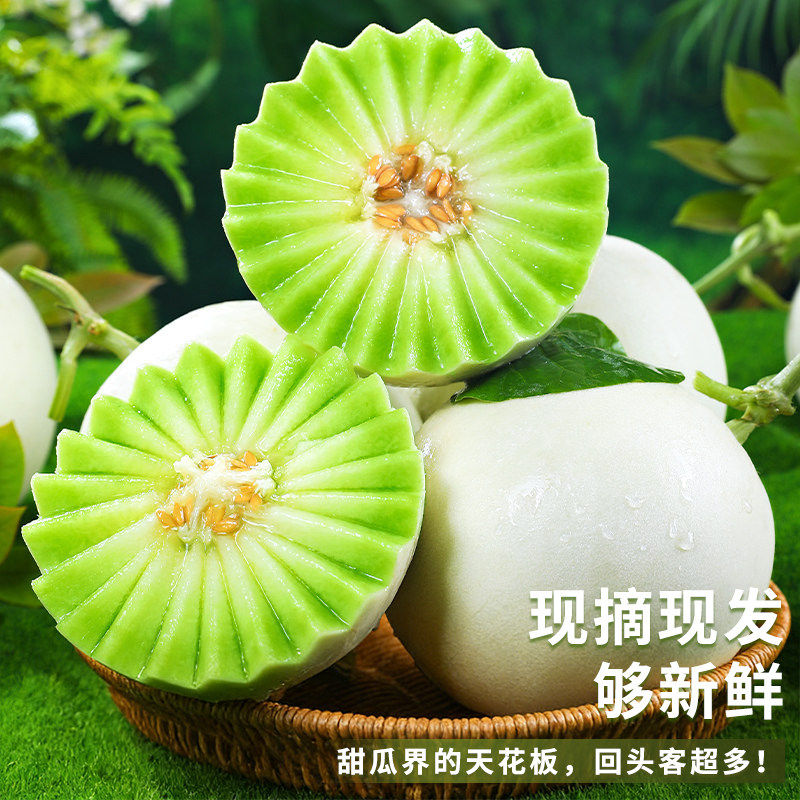 海南玉菇甜瓜冰淇淋新鲜水果蜜瓜香瓜甜瓜现摘现发正宗整箱包邮 海南玉菇甜瓜冰淇淋新鲜水果蜜瓜香瓜甜瓜现摘现发正宗整箱包邮
