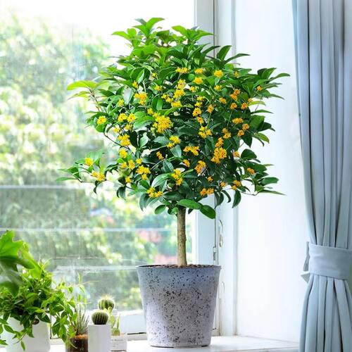 四季桂花树苗花卉绿植盆栽室内植物浓香阳台庭院开花金桂耐寒花期 - 图0