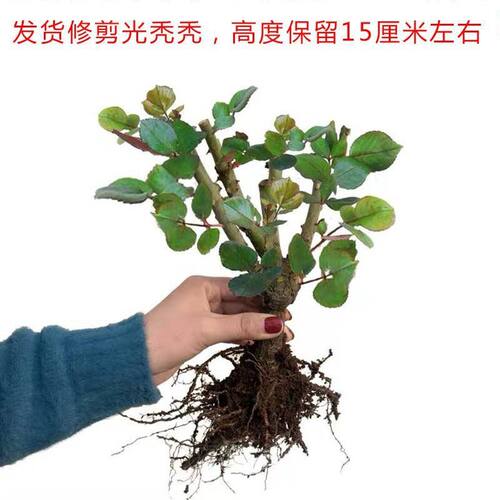 蔷薇花苗爬藤四季开花母系老桩植物耐寒浓香大花地栽盆栽花卉攀爬 - 图2