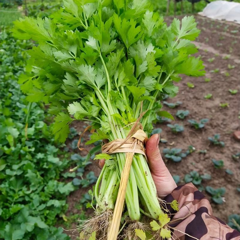 芹菜种子四季小香芹种孑阳台蔬菜籽种西芹实芹菜苗秧高产无架早熟 - 图0