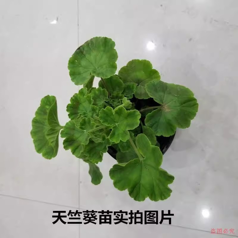 绿植天竺葵盆栽花苗带花四季开花绣球室内阳台好养的花卉客厅庭院-图2