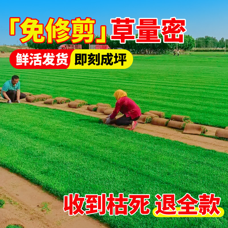 Turf real lawn with soil greening soil four-season green green grass Manila courtyard cold-resistant carpet fresh