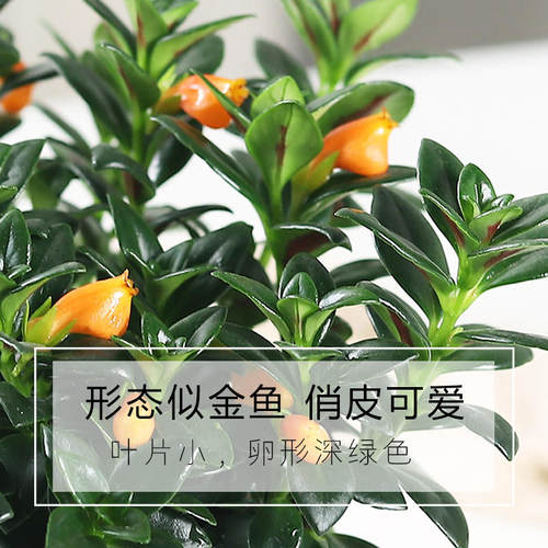 金鱼吊兰盆栽室内绿植花卉多肉植物绿萝年宵花吸甲醛四季好养盆景 - 图1
