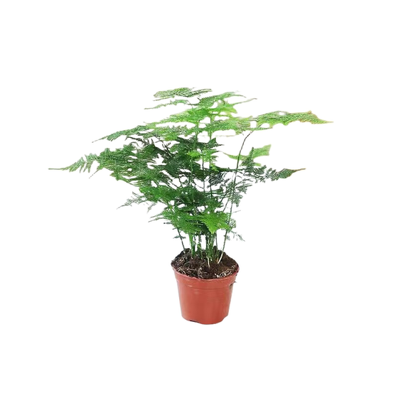 Asparagus indoor green plant potted plants | Over 1,000 additional purchases