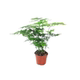 Asparagus indoor green plant potted plants | Over 1,000 additional purchases