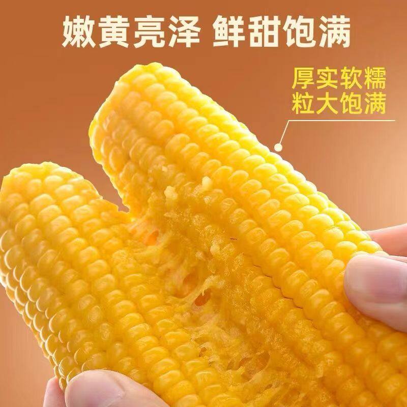 东北甜糯玉米10根黑土种植软糯香甜低脂黄糯当季新货东北黏玉米