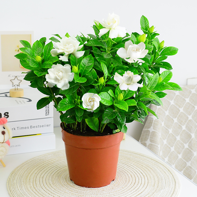 栀子花盆栽带花苞茉莉花卉老桩水培九里香绿植物室内客厅四季开花