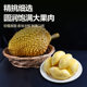 Thailand imported golden pillow durian frozen meat frozen pulp dry package yellow meat SF Express no added ice cream taste