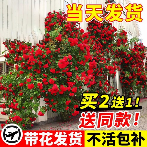 红木香花苗爬藤植物甜蜜黄白木香花树庭院四季开花卉盆栽大苗蔷薇 - 图0