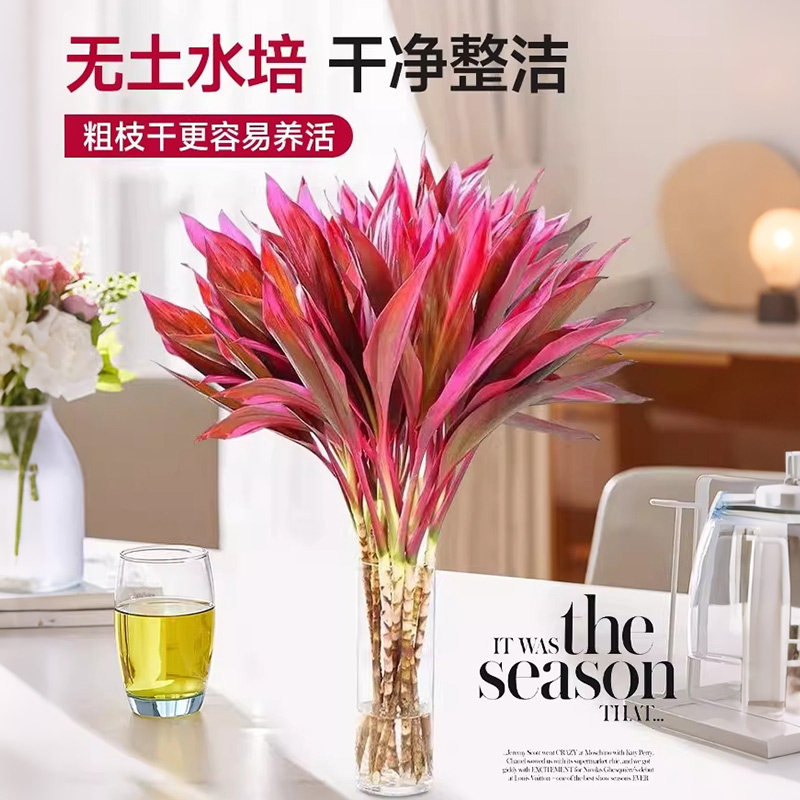 鸿运当头富贵竹水培植物粗杆客厅招财竹子室内桌面好养花卉紫竹