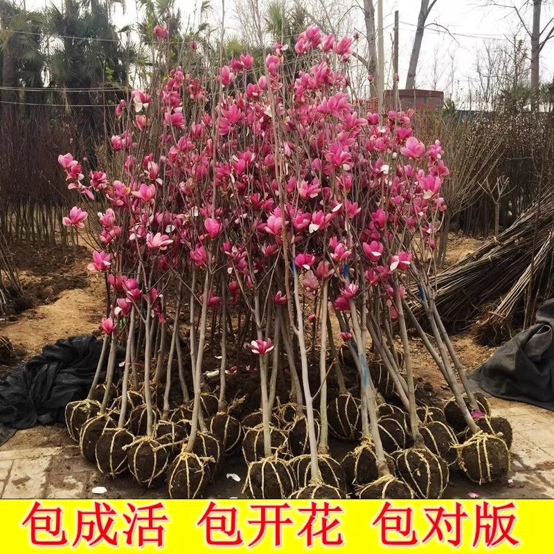 玉兰花树苗庭院风景大树耐冻四季花卉紫玉兰二乔黄白玉兰园林观赏 - 图2