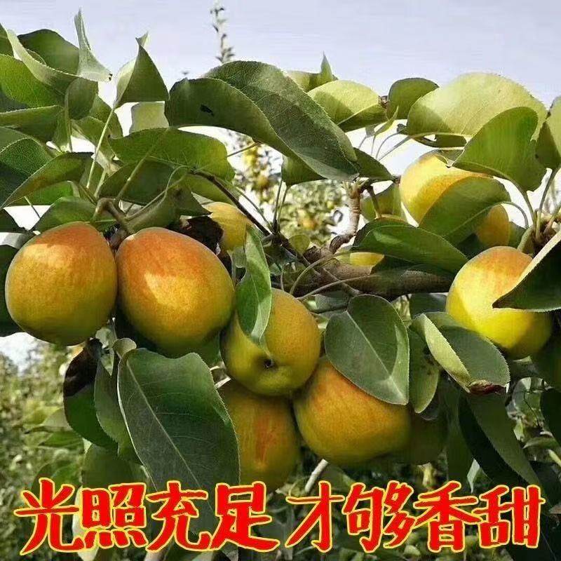 【脆甜多汁】红香酥梨子新鲜当季应季香梨薄皮孕妇水果一整箱批发,淘宝优惠券,粉丝福利购,淘宝优惠卷