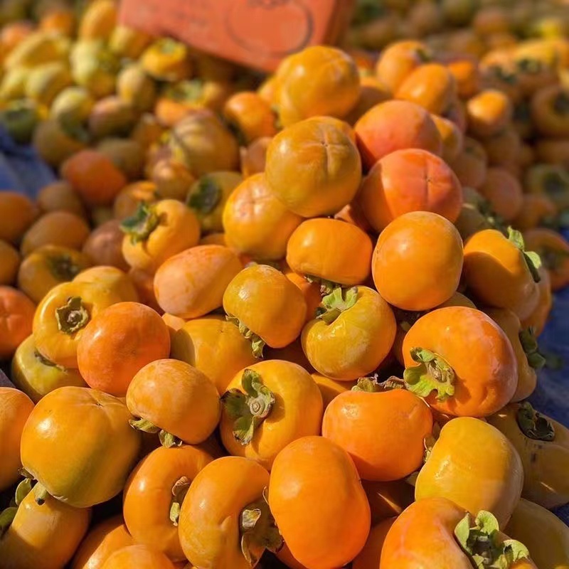 正宗巧克力脆柿子5斤水果新鲜当季整箱包邮大果黄硬甜脆火晶柿子