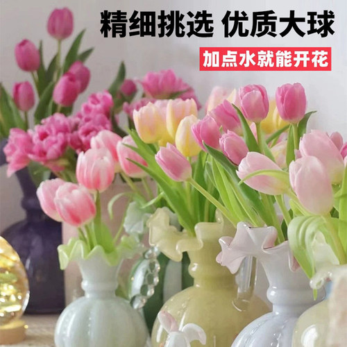 郁金香种球水培花卉定植篮室内花植物四季种子土水养好活盆栽花苗 - 图3
