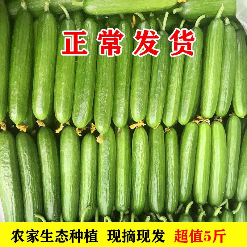 水果黄瓜生吃脆新鲜5斤青瓜荷兰当季无刺小黄瓜蔬菜包邮山东3即食 - 图1