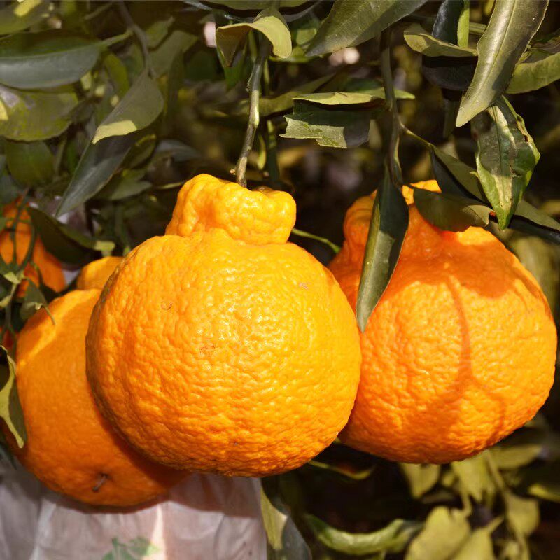 【芭芭农场兑换专享】不知火丑橘3斤装70mm+