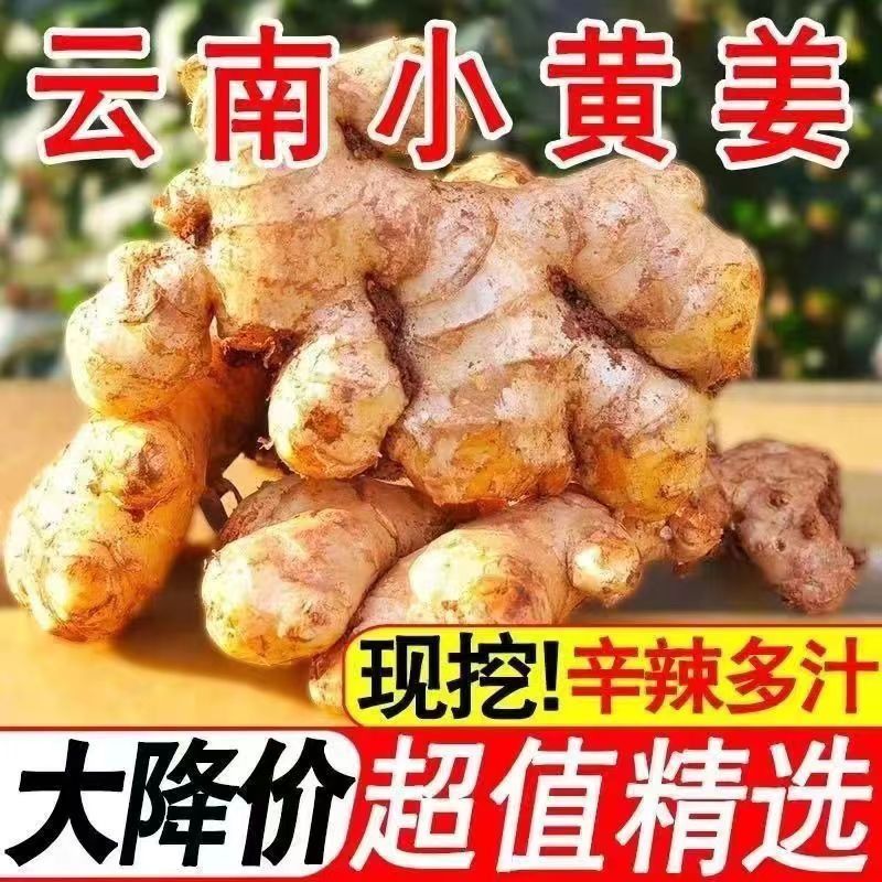 首单直降云南小黄姜新鲜现挖生姜适用时蔬整箱多汁姜食用 - 图0