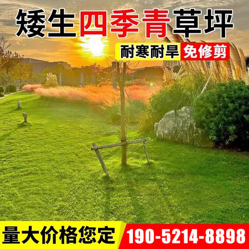 草坪草籽黑麦草子牙根青草皮草籽马尼拉草种籽庭院植物护坡高羊茅 - 图3