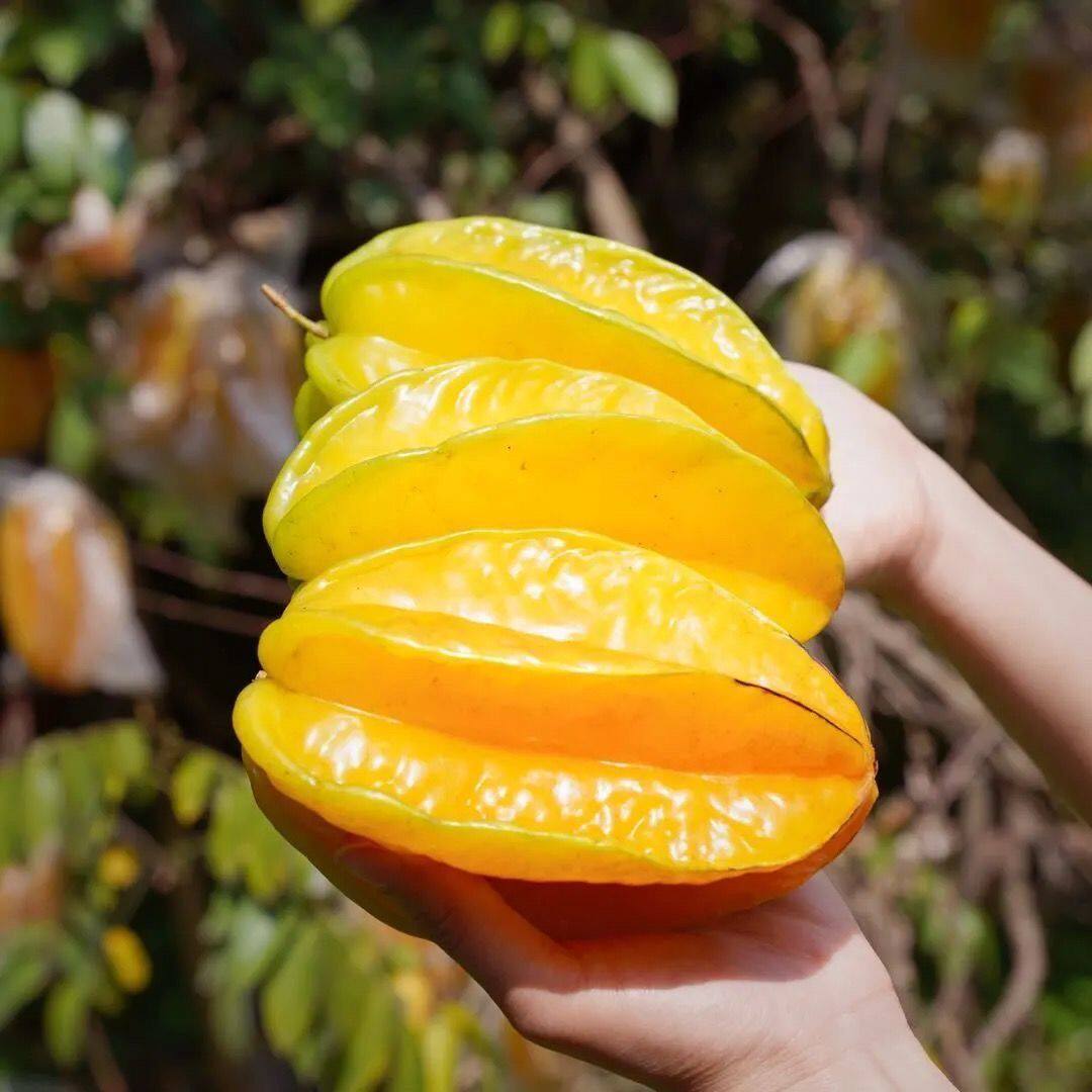 福建漳州甜杨桃5斤新鲜水果应当季红扬桃五角星阳桃现摘整箱包邮 - 图1