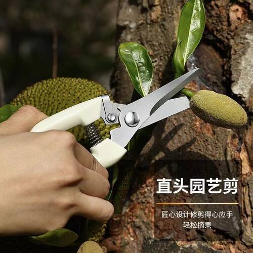 剪刀树枝修剪不锈钢修枝剪多功能园艺果园绿植花枝摘果剪园林工具便携安全 - 图3