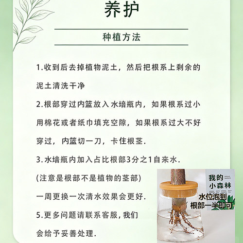 发财树水培植物室内盆栽办公室客厅花卉绿植四季好养老桩桌面盆景 - 图2