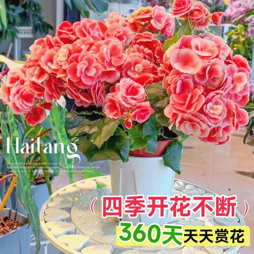 重瓣丽格海棠花盆栽带花天竺葵室内长寿花卉植物阳台四季开花小苗 - 图1